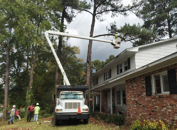 Reliable Seville, OH Tree Care Solutions