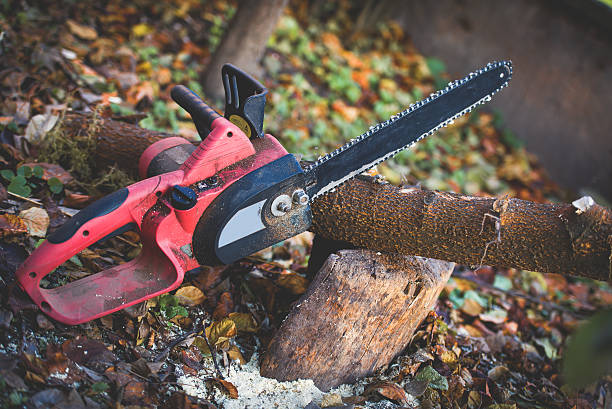 Best Stump Grinding and Removal  in Seville, OH