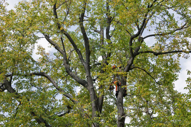 Best Tree Trimming and Pruning  in Seville, OH